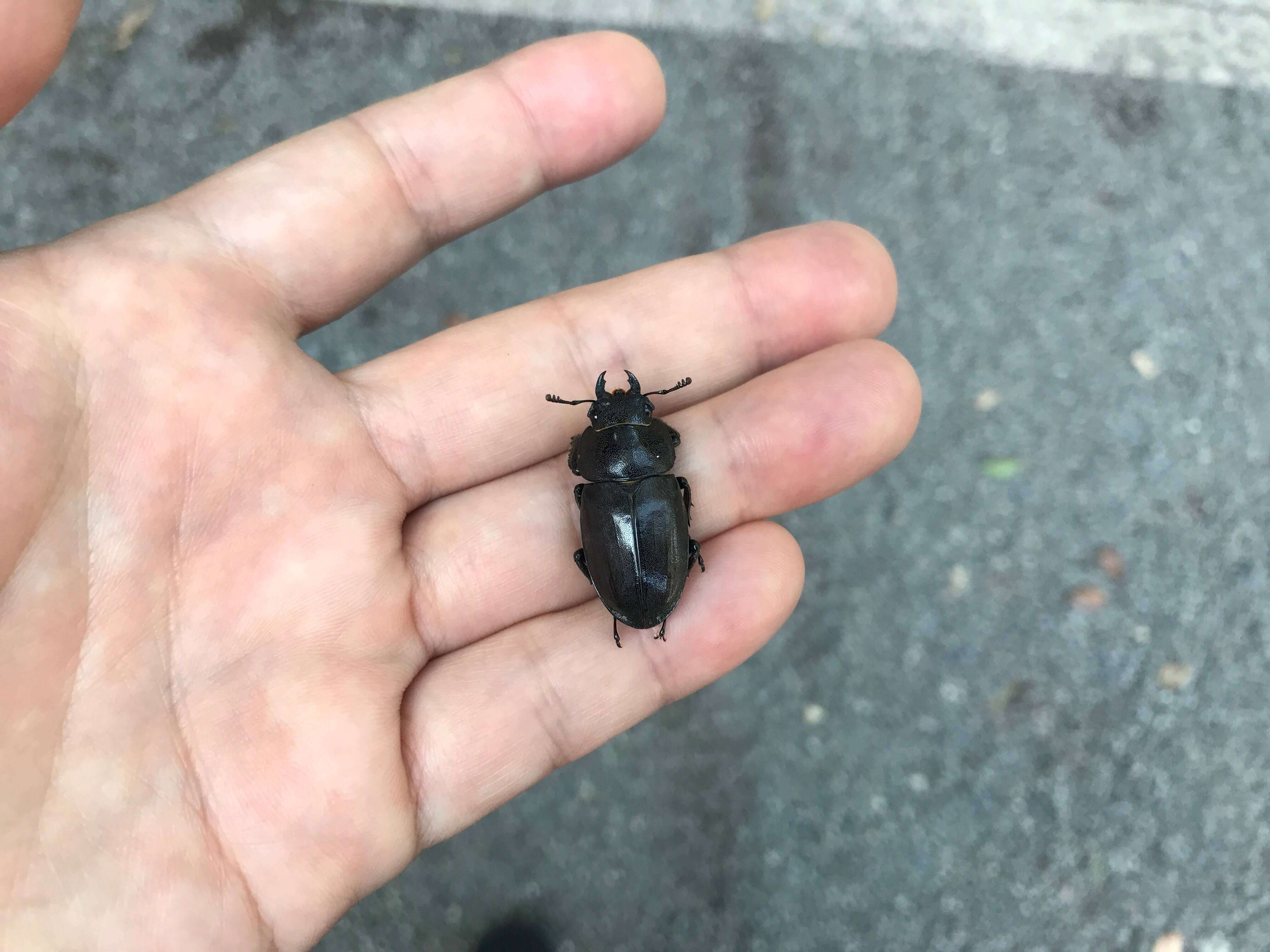 明治神宮のくわがた