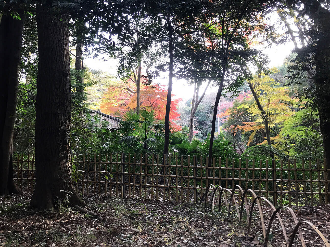 四季折々の表情を見せる明治神宮の自然