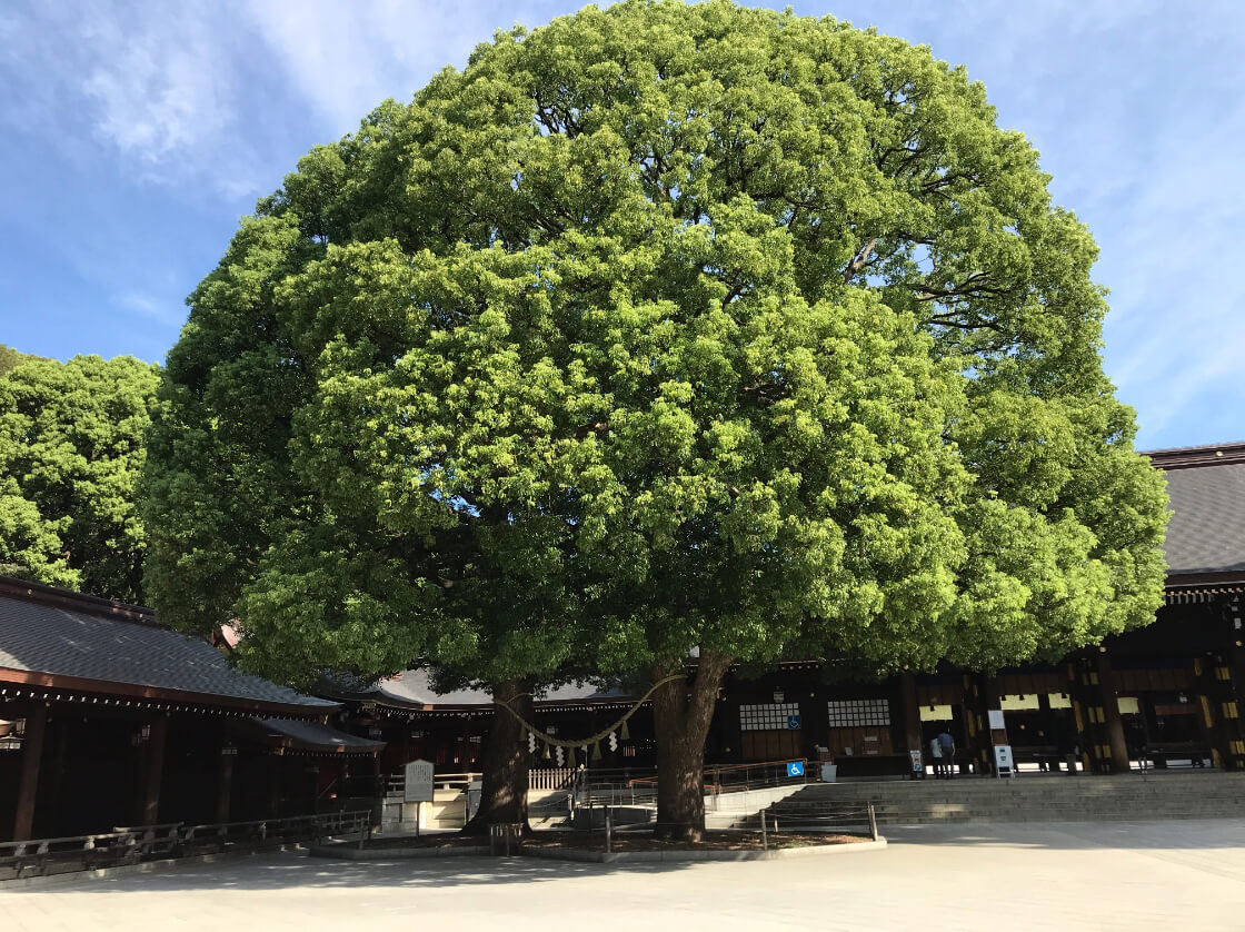 創建時から寄り添う御神木としての歴史