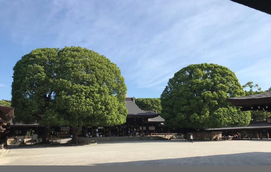 明治神宮の夫婦楠とは？縁結びのご利益とパワースポット効果