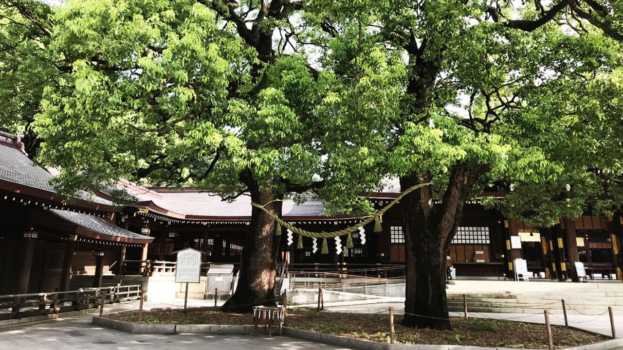 夫婦楠の画像