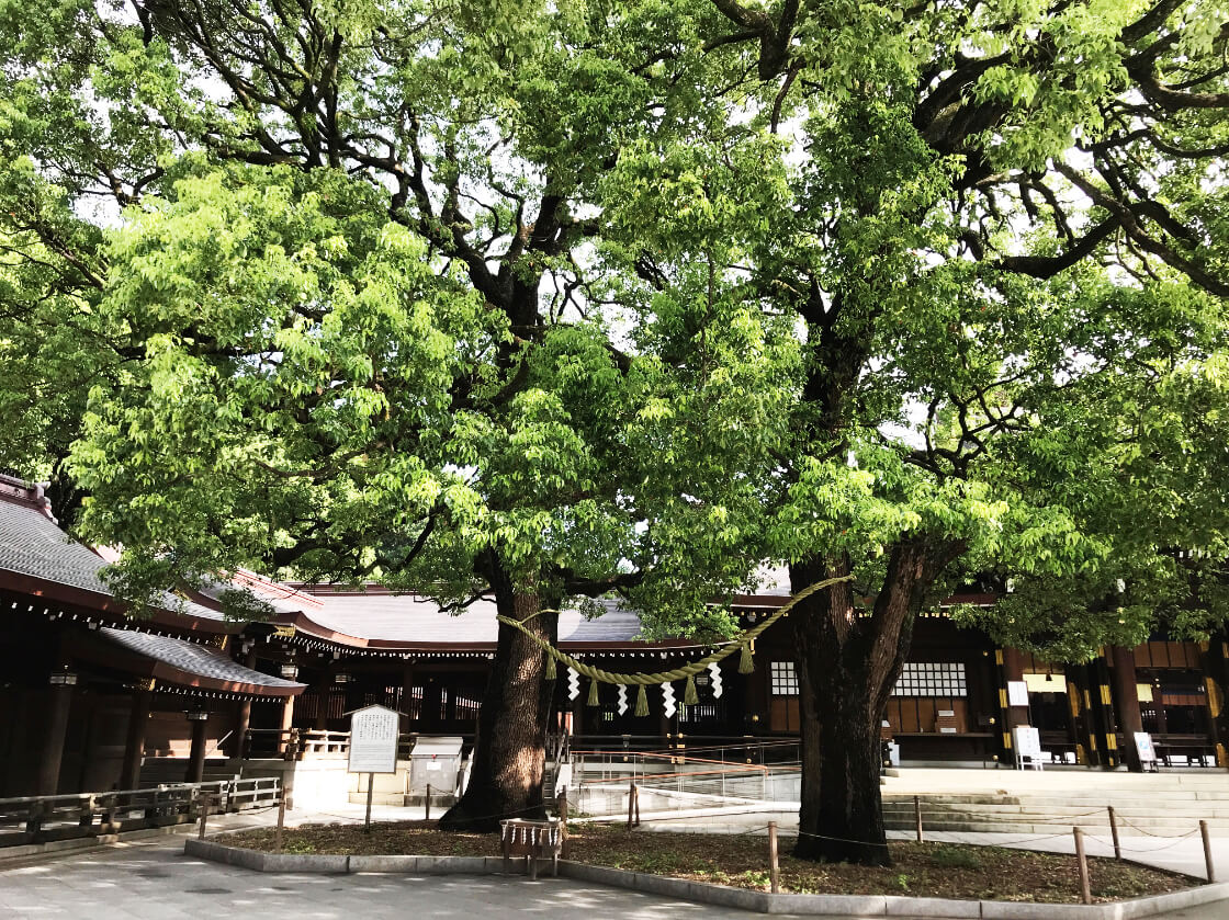 樹齢100年を超える生命力